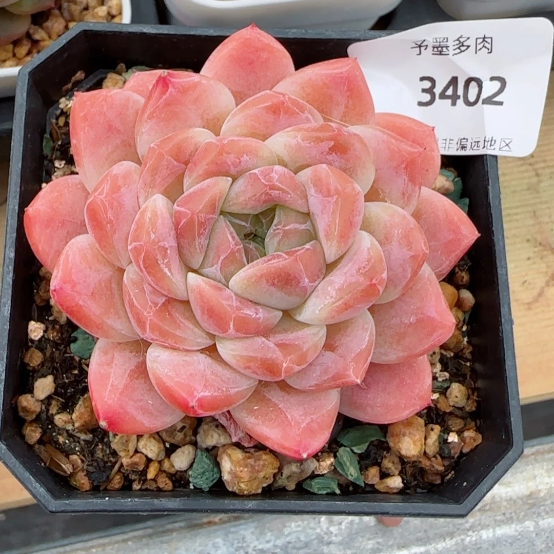 渐变色冰魄，3402多肉