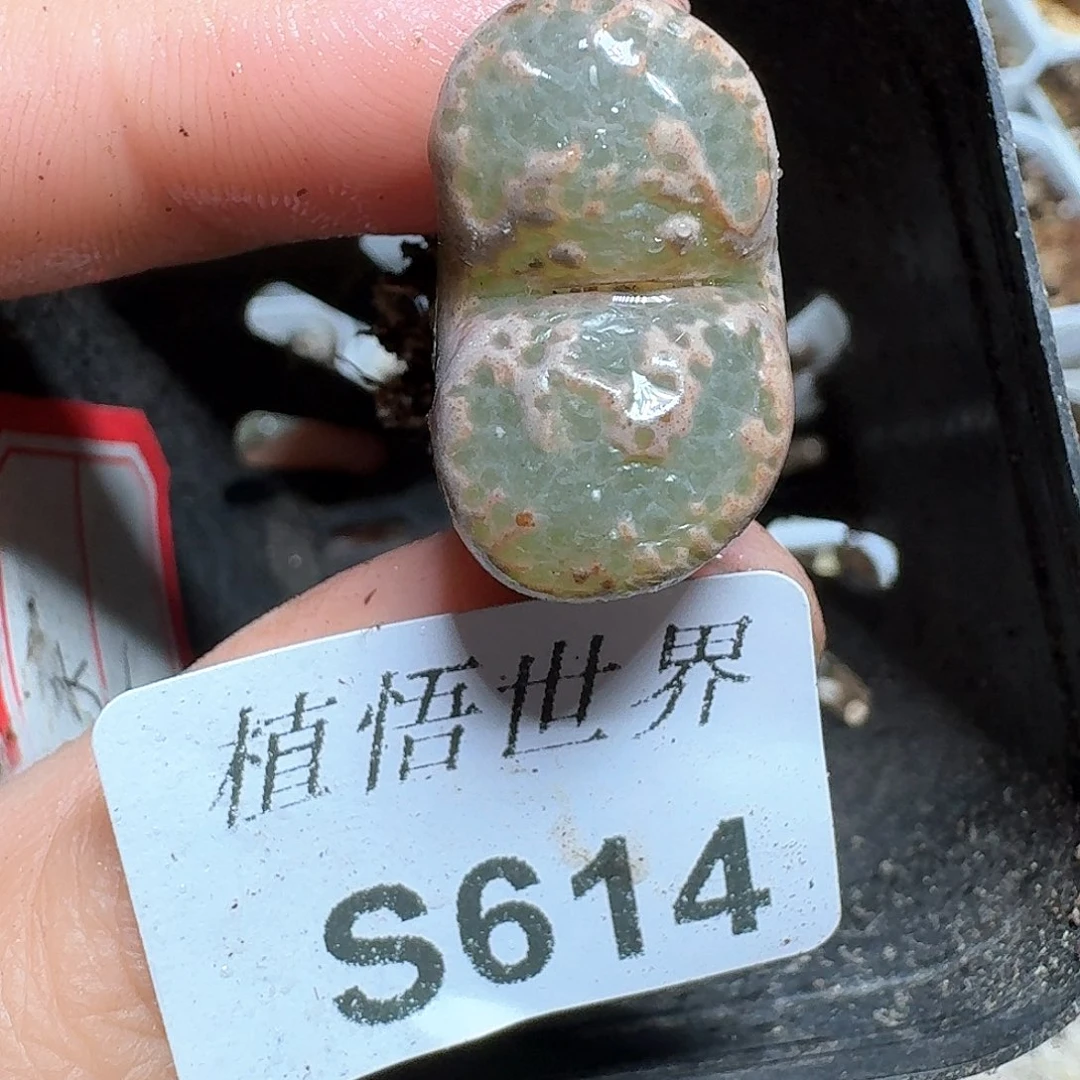 614号多肉植物哇c v