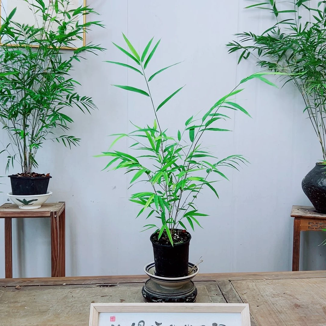 不开花植物内门竹