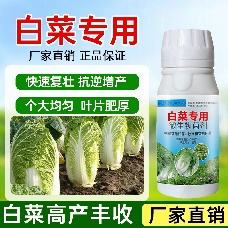 白菜种植好帮手提高白菜抗性增强免疫力防腐包心快速复壮助力高产