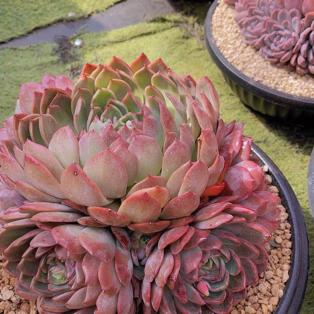 ㊗️**多肉杂交栋不带盆