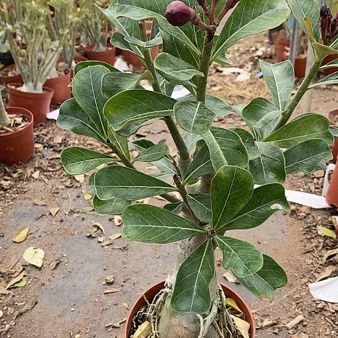 【闪购商品】猫***?绿植