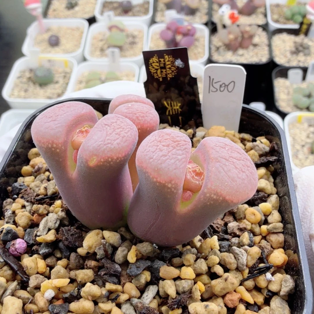 美二队母本 1-2-L16