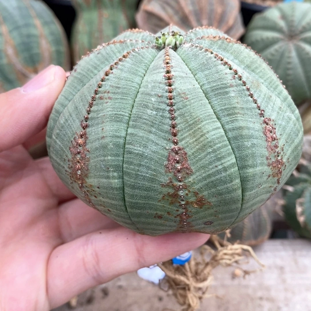 13欧系实生布纹球多肉植物