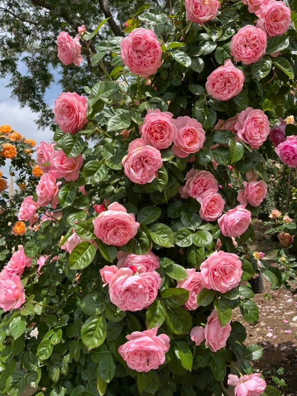 科隆百花园爬藤月季多季节开花大花浓香型庭院阳台花墙拱门垂吊