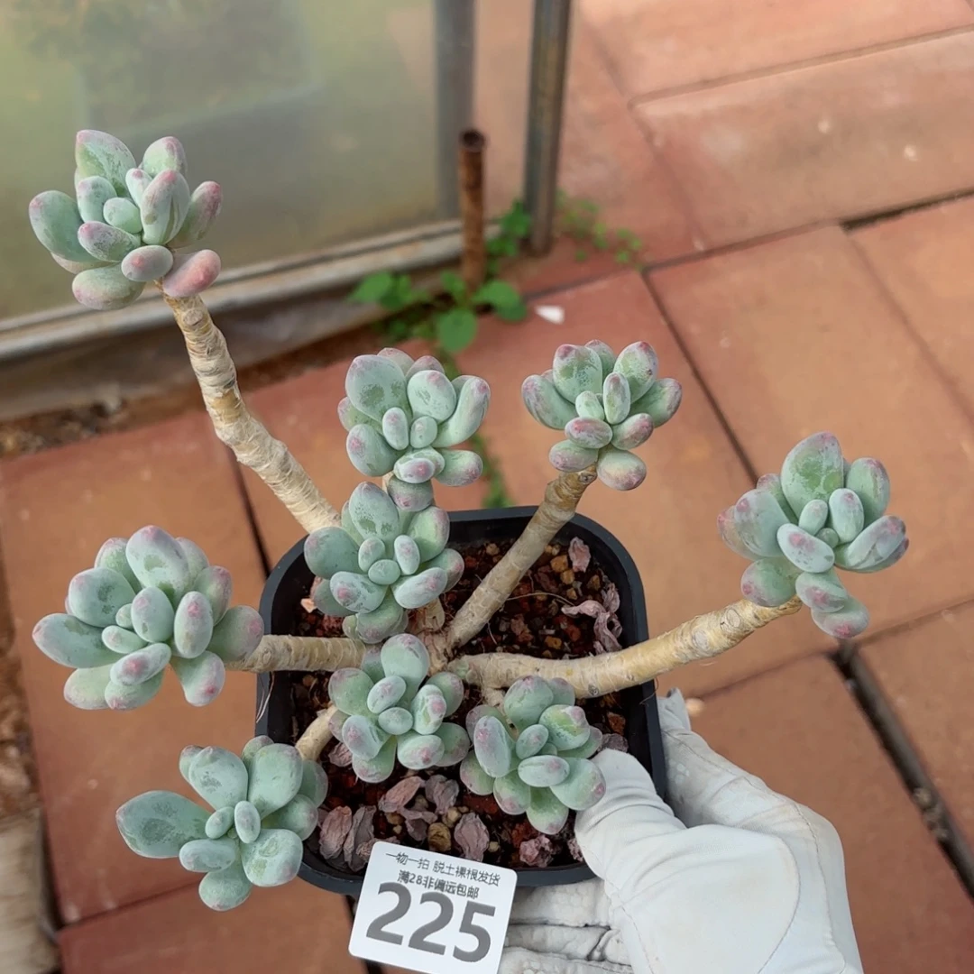 苹果奶老桩无盆土发货