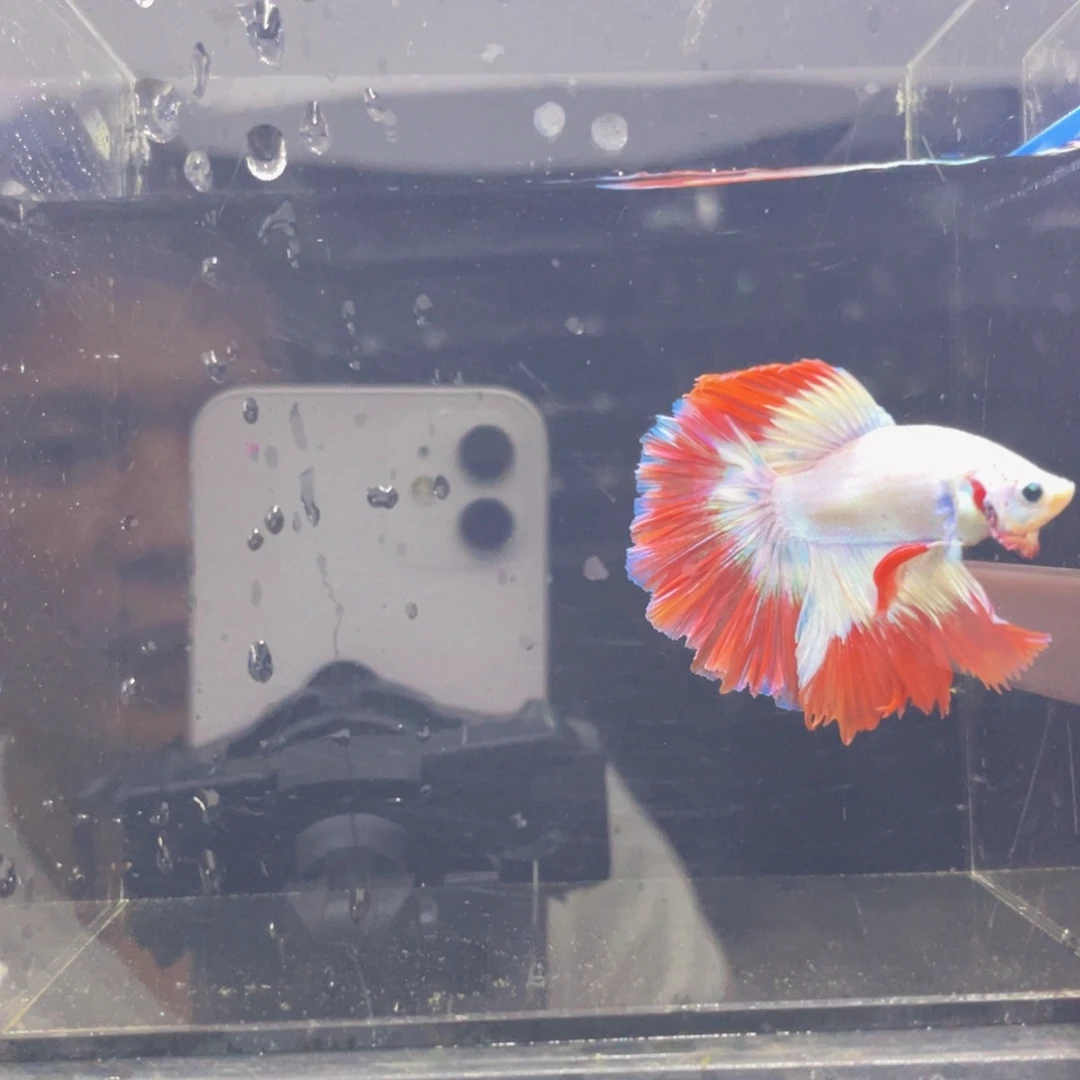 斗鱼Hahahahahs 546