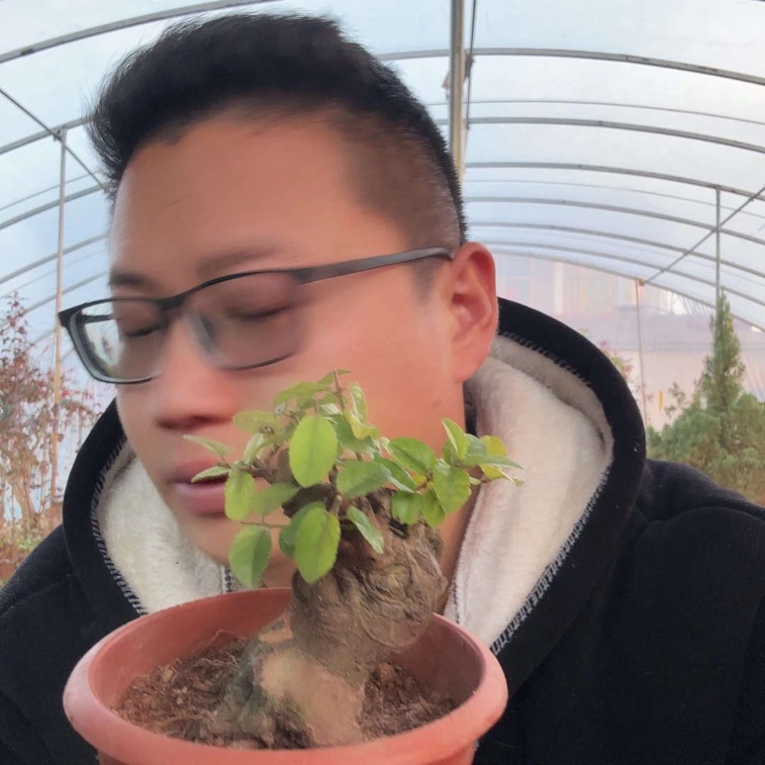 当前无花朵，栽培后可花朵