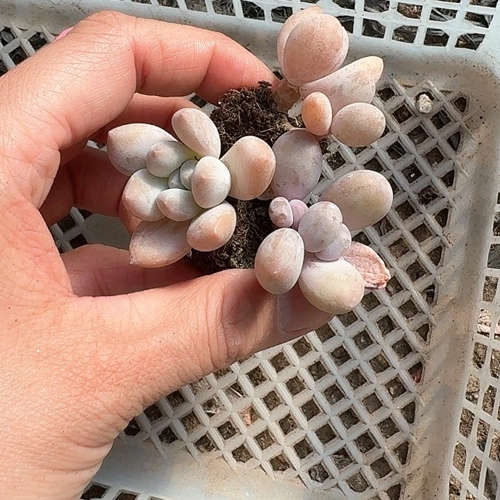 独*戏 n x c b j g 386