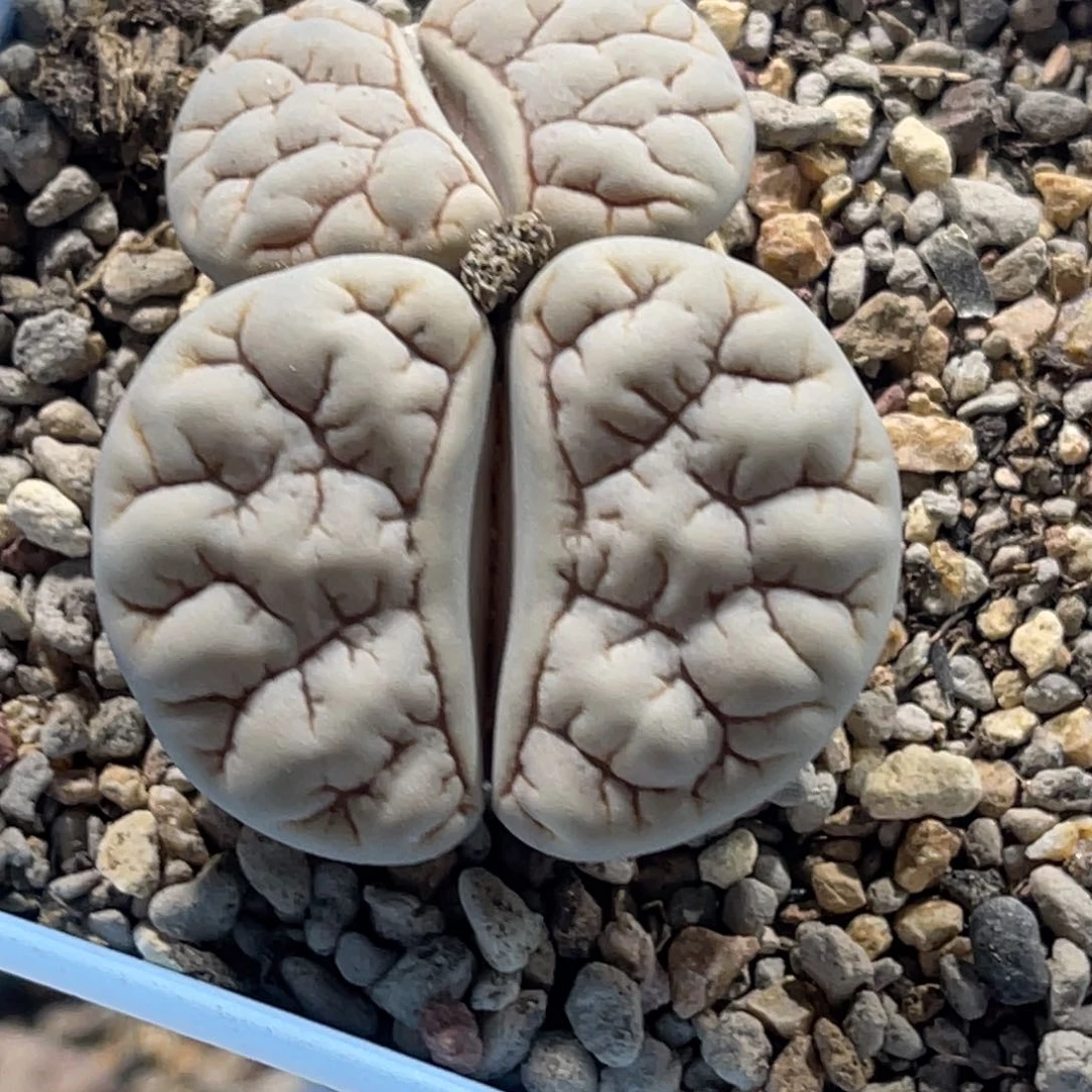 1822双头1891白底连纹