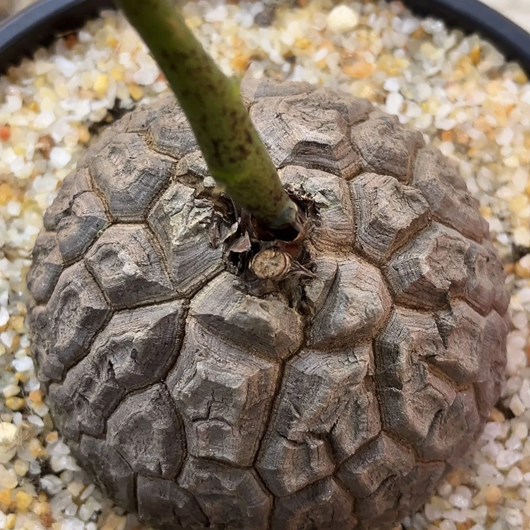 潮流植物 龟甲龙足球潜力股