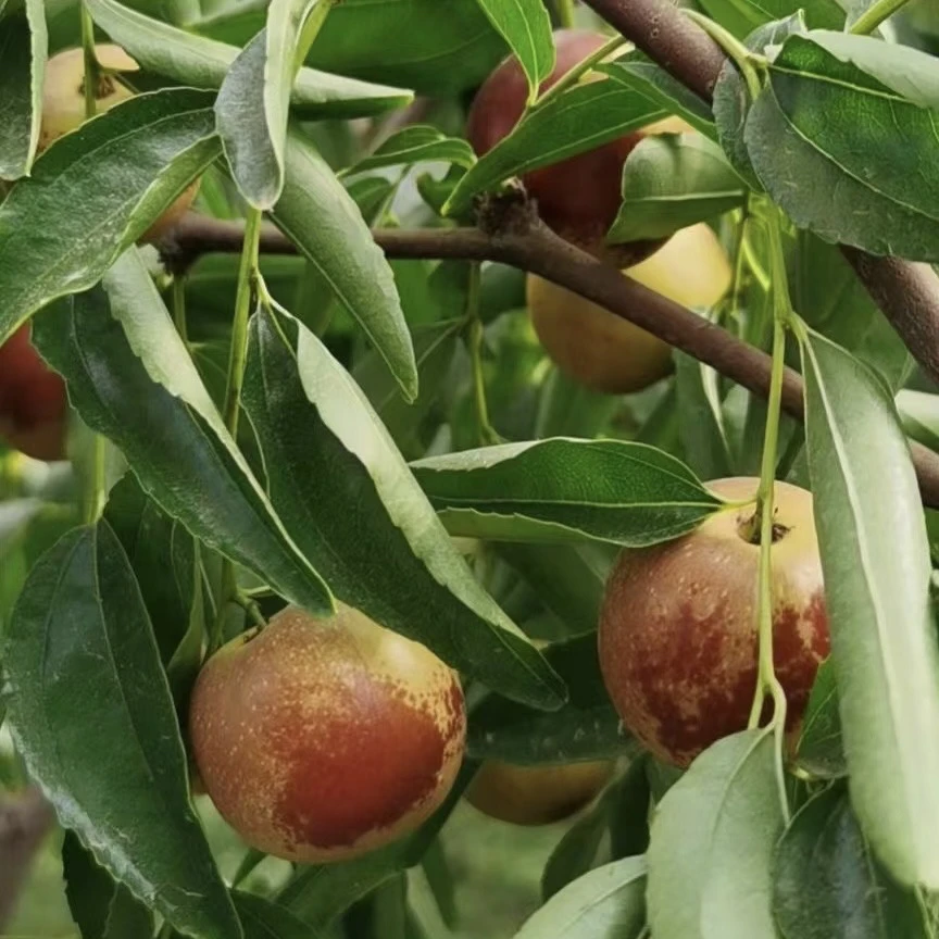 山西运城庙上冬枣纯甜无渣（地坑棚）