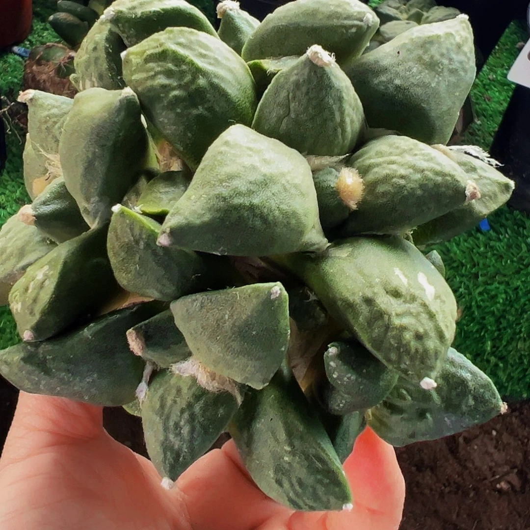 无花朵福利牡丹群961