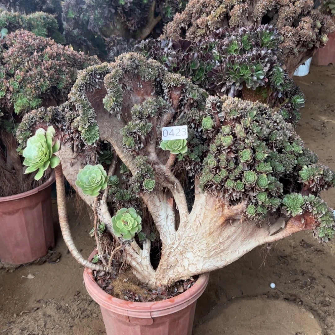 万朵有伤423冠服60厘米