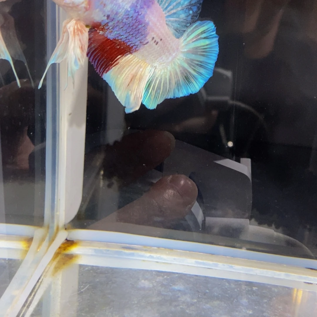 斗鱼324巨斗11111