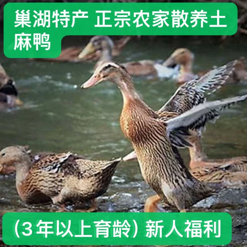 【劲爆土老麻鸭整只巢湖特产正宗农家散养3年以上新人福利】顺丰发