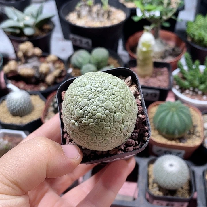 903凝提玉仙人球，