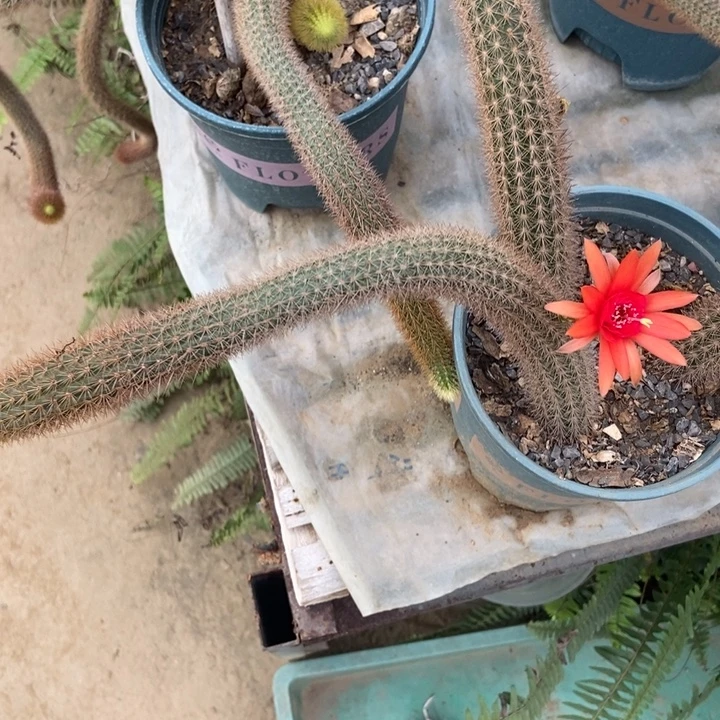 红蜻蜓一棵无侧芽