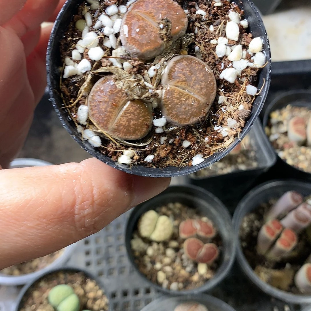 K343多肉植物保护