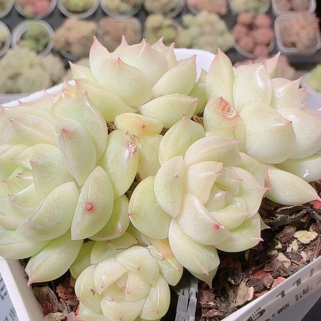 花语逸镜1123-226散