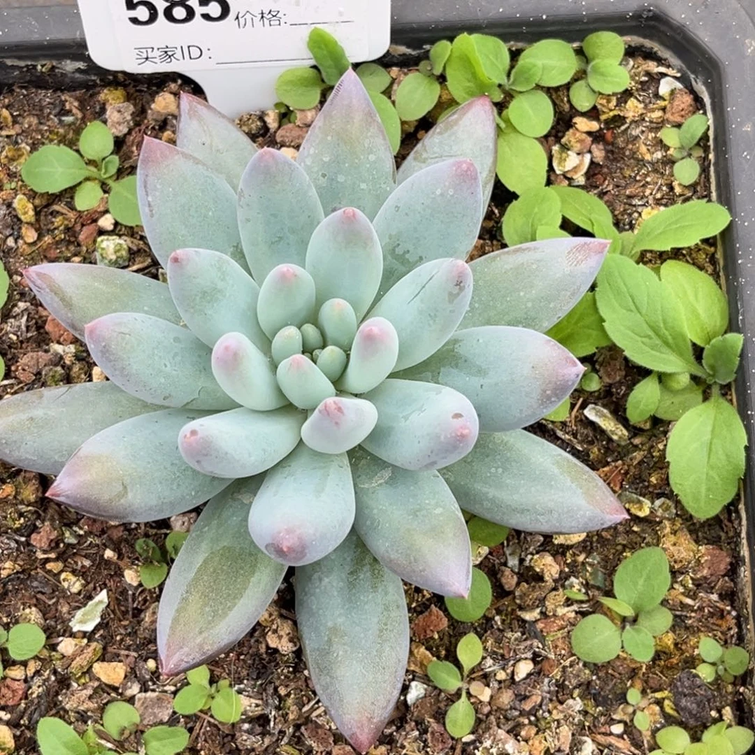 凯普顿多肉植物585