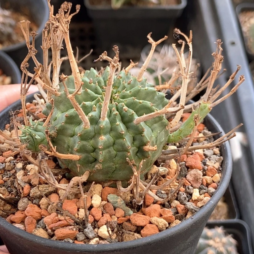 强刺带崽法利达4.3cm