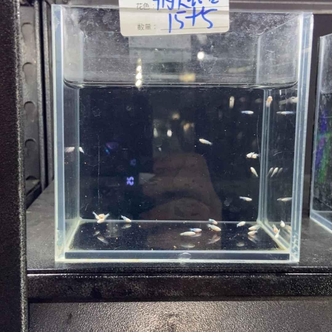 斗鱼包活不包损所见即所得086