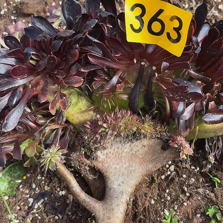 多肉植物福利363