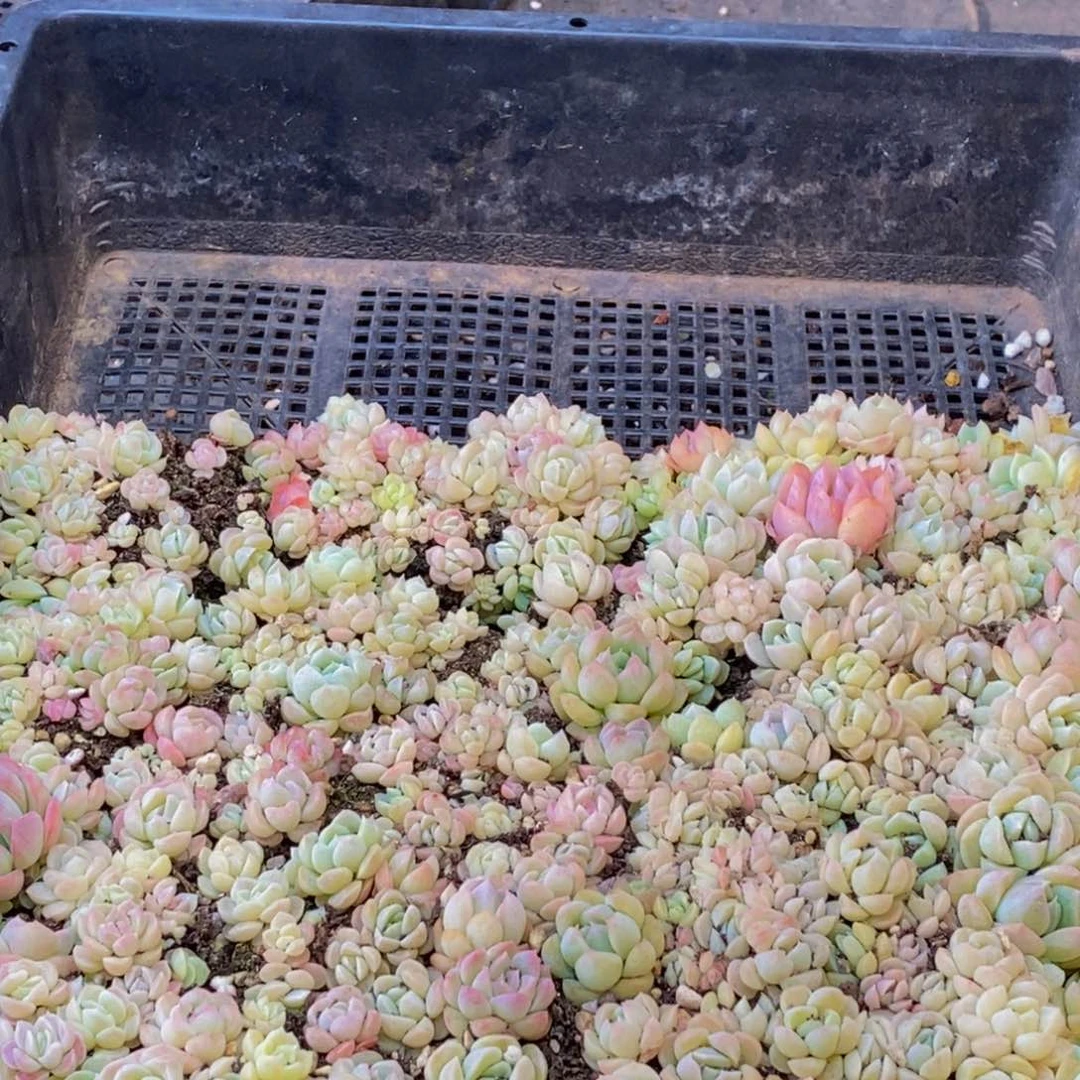 127多肉植物保护研究所所长的介绍