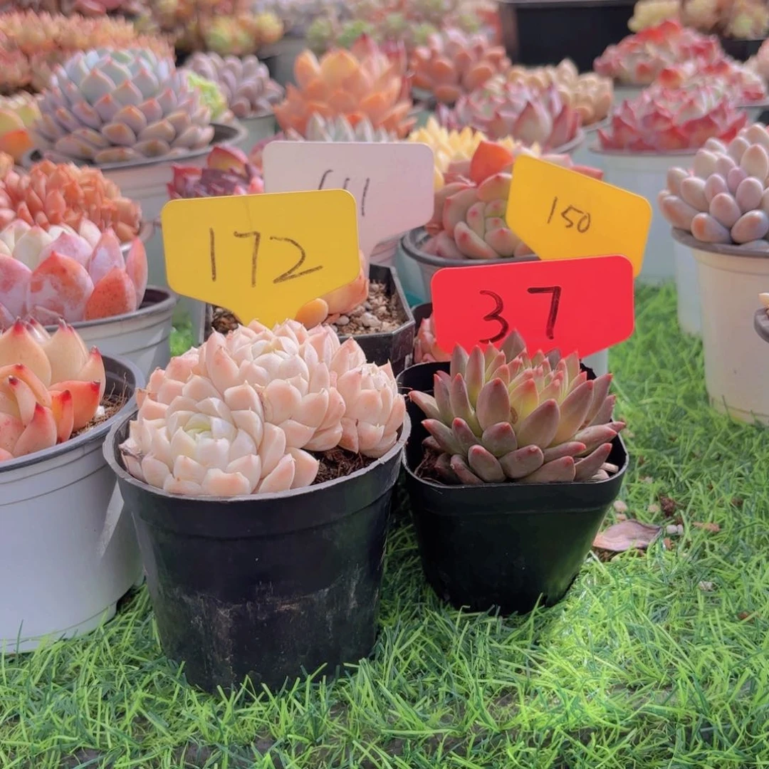 华****金啦啦啦啦啦啦啦啦啦啦