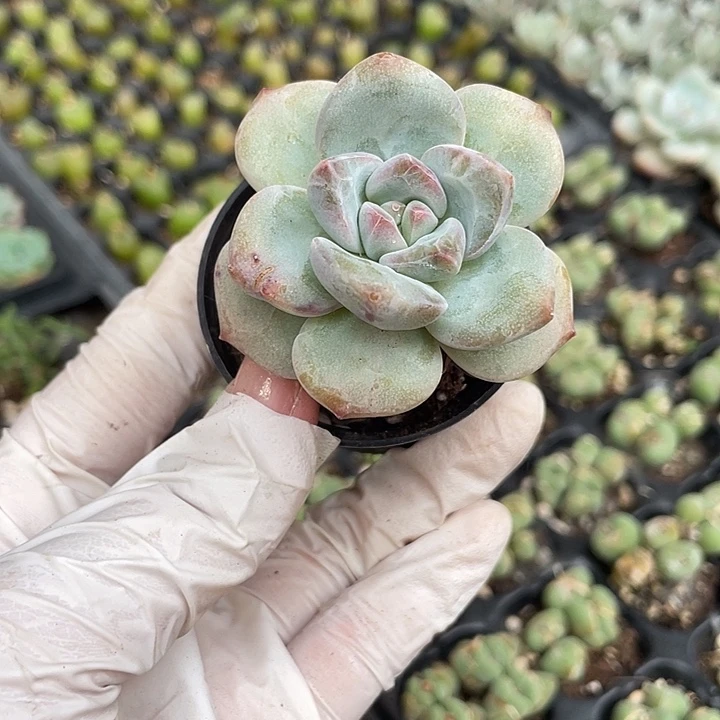 1元1盆星星雪多肉植物