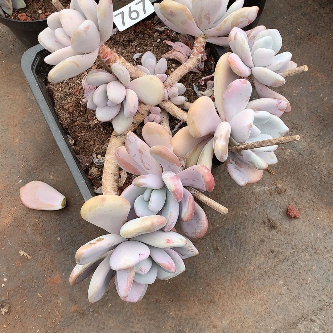 767拉拉奶一物一拍多肉