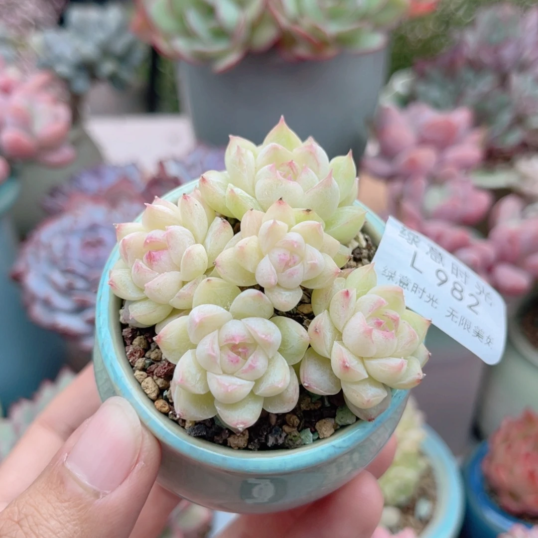 982 女王杂交 带陶瓷盆发货 一物一拍