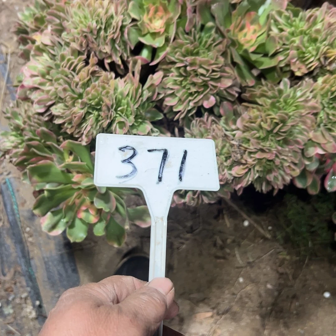 多肉植物香菲缀花371