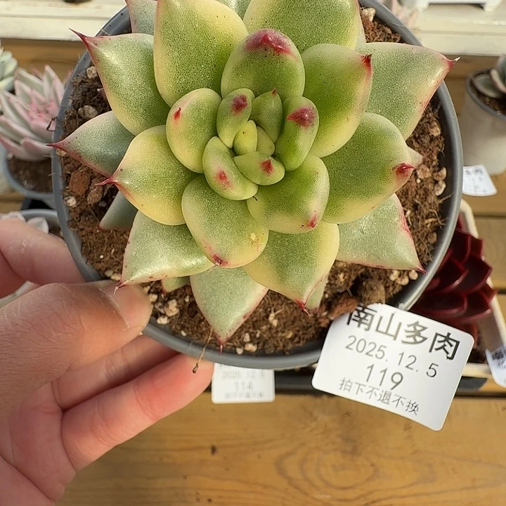 冬云锦11111125-119