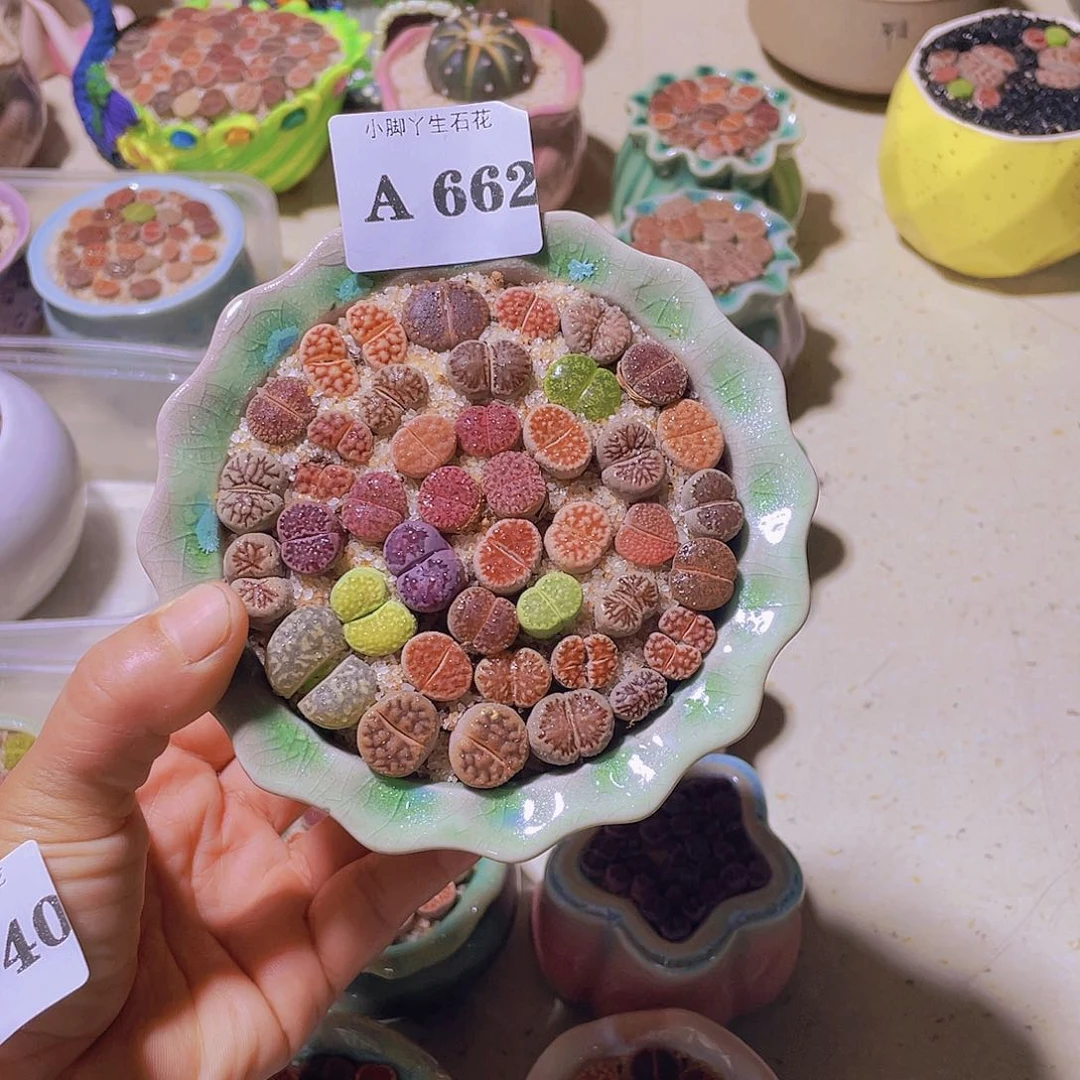 662石生花石生花试试吧