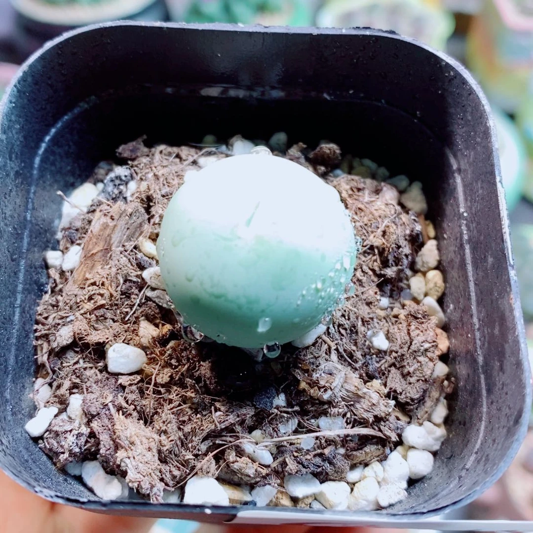 生石花花哈哈哈哈44