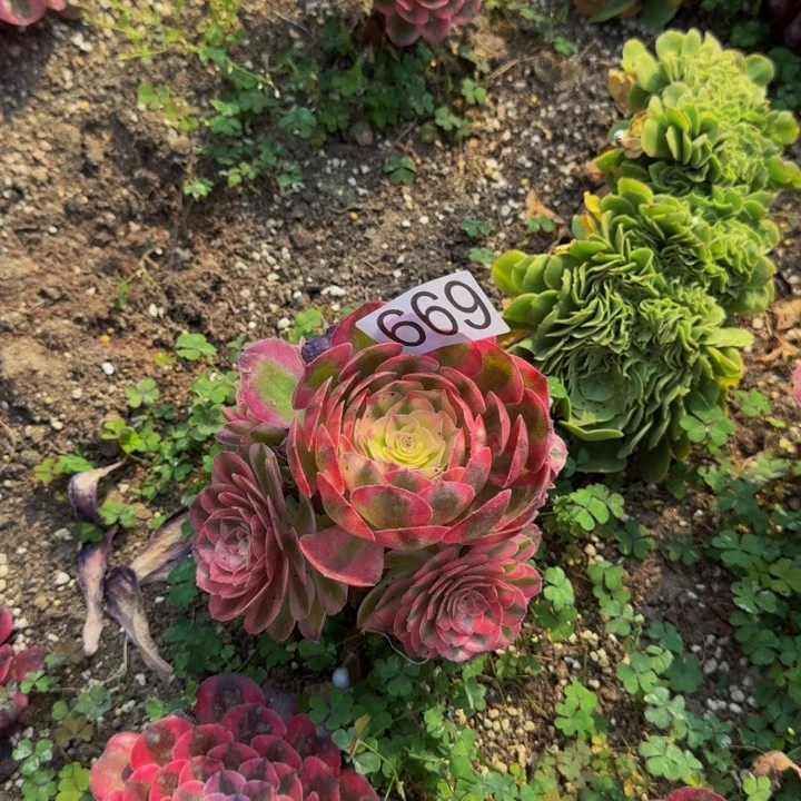 @***H0000000669荔枝多肉