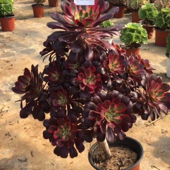 法师多肉植物农**姐b 222