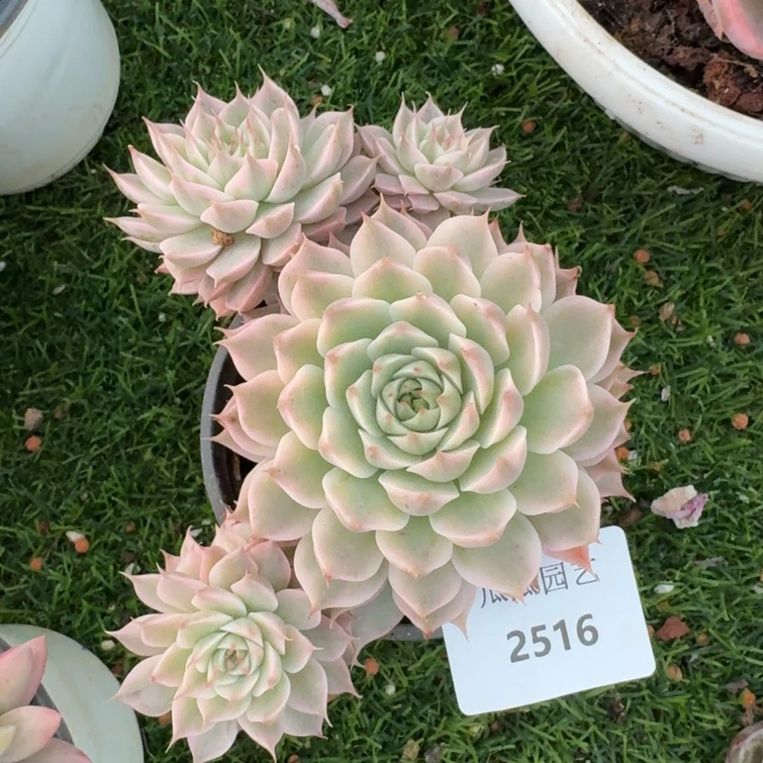 2516玛格丽特锦多肉植物