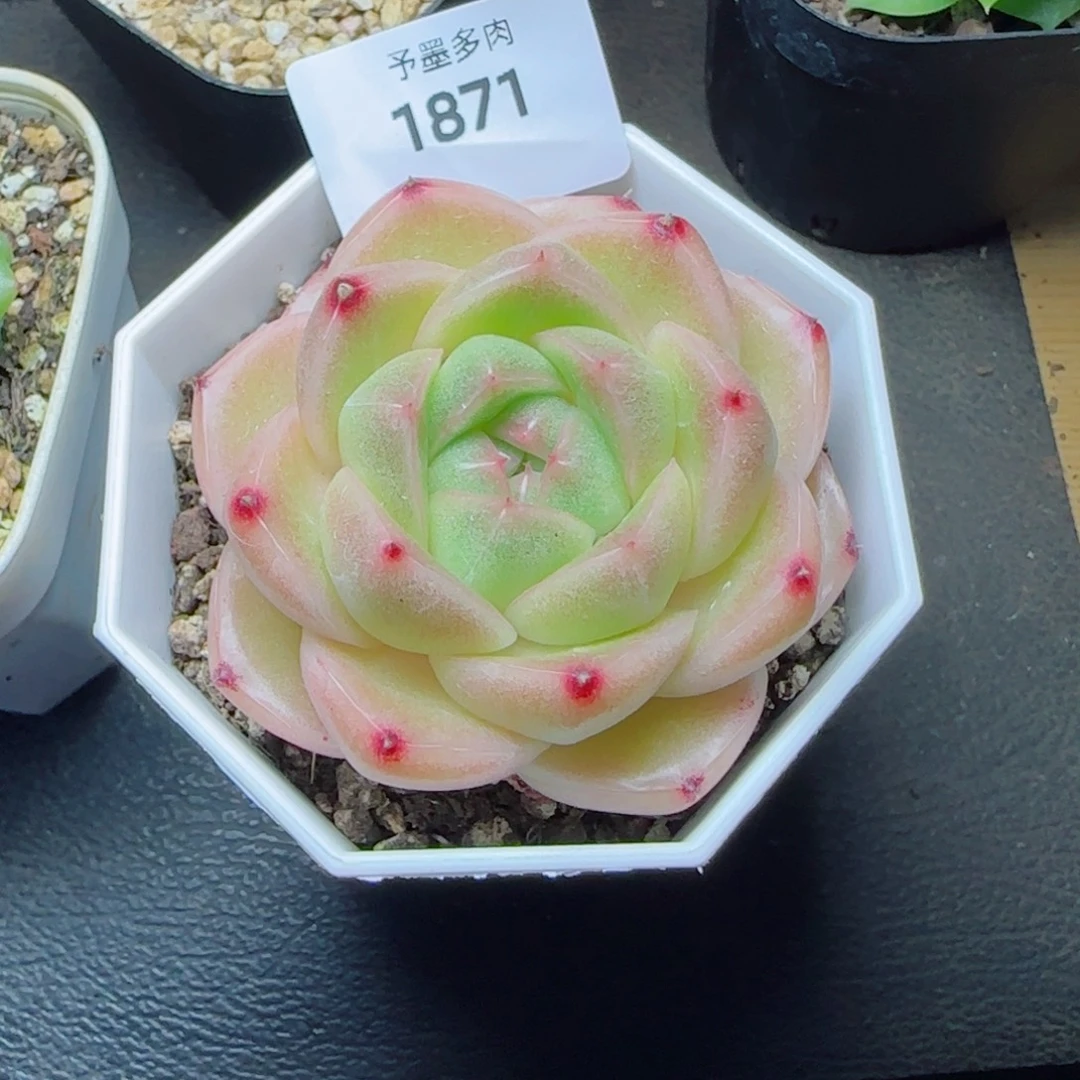 M100 多肉植物，1871多肉植物