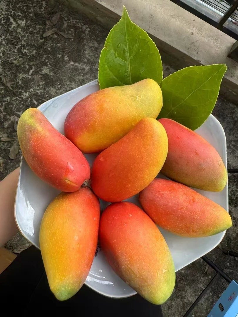 【试吃装包邮】广西贵妃芒应季水果核薄肉厚【坏果包赔】夏日水果