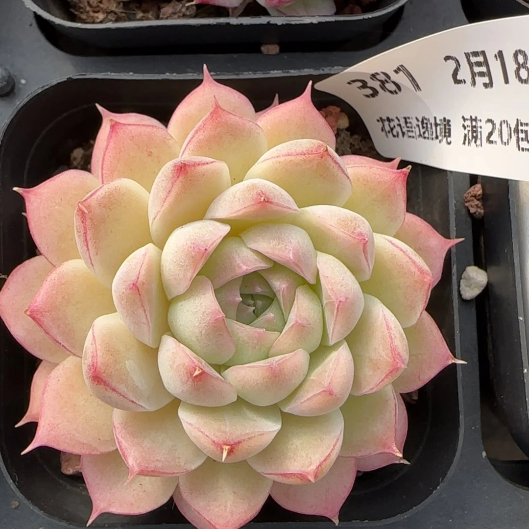 花语逸境0218-381