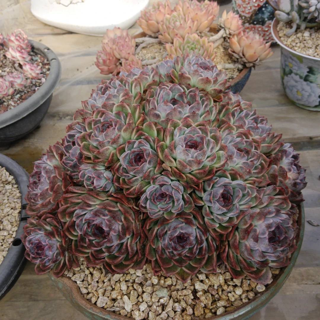 多肉植物蓝色妖姬