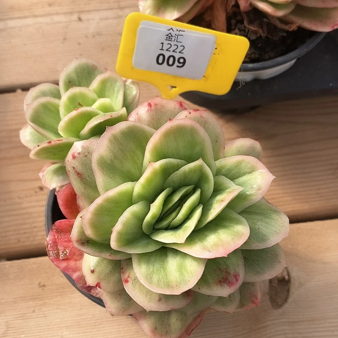 赫*梦福利多多。1222009