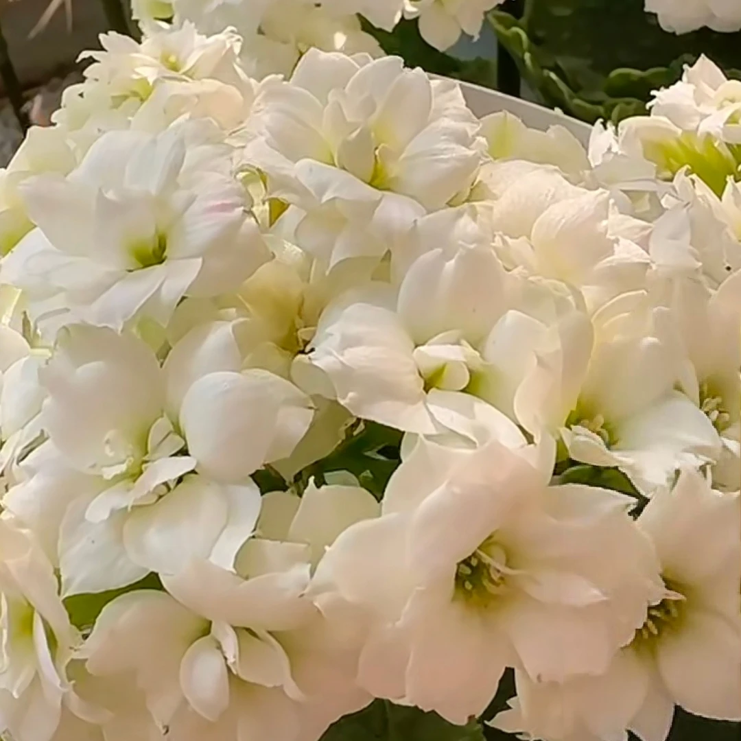【白雪公主】110盆长寿花