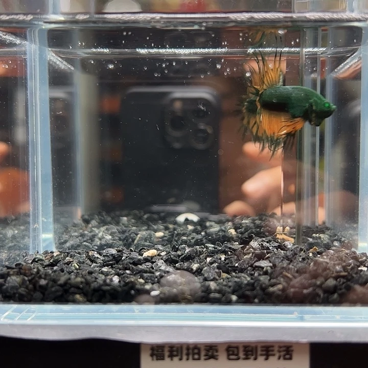 斗鱼竞拍跑单拉黑27日124