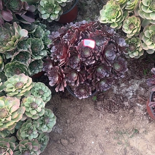 多肉植物红铜壶34号不包损