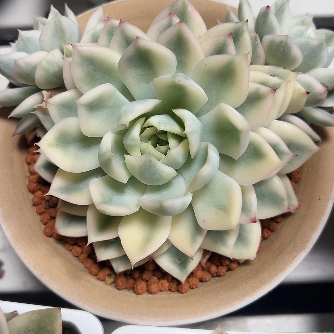 月亮仙子锦带两个侧芽