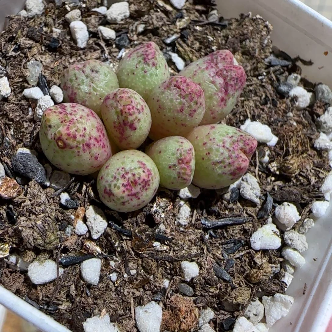 肉锥多肉植物百科-草莓斑马850